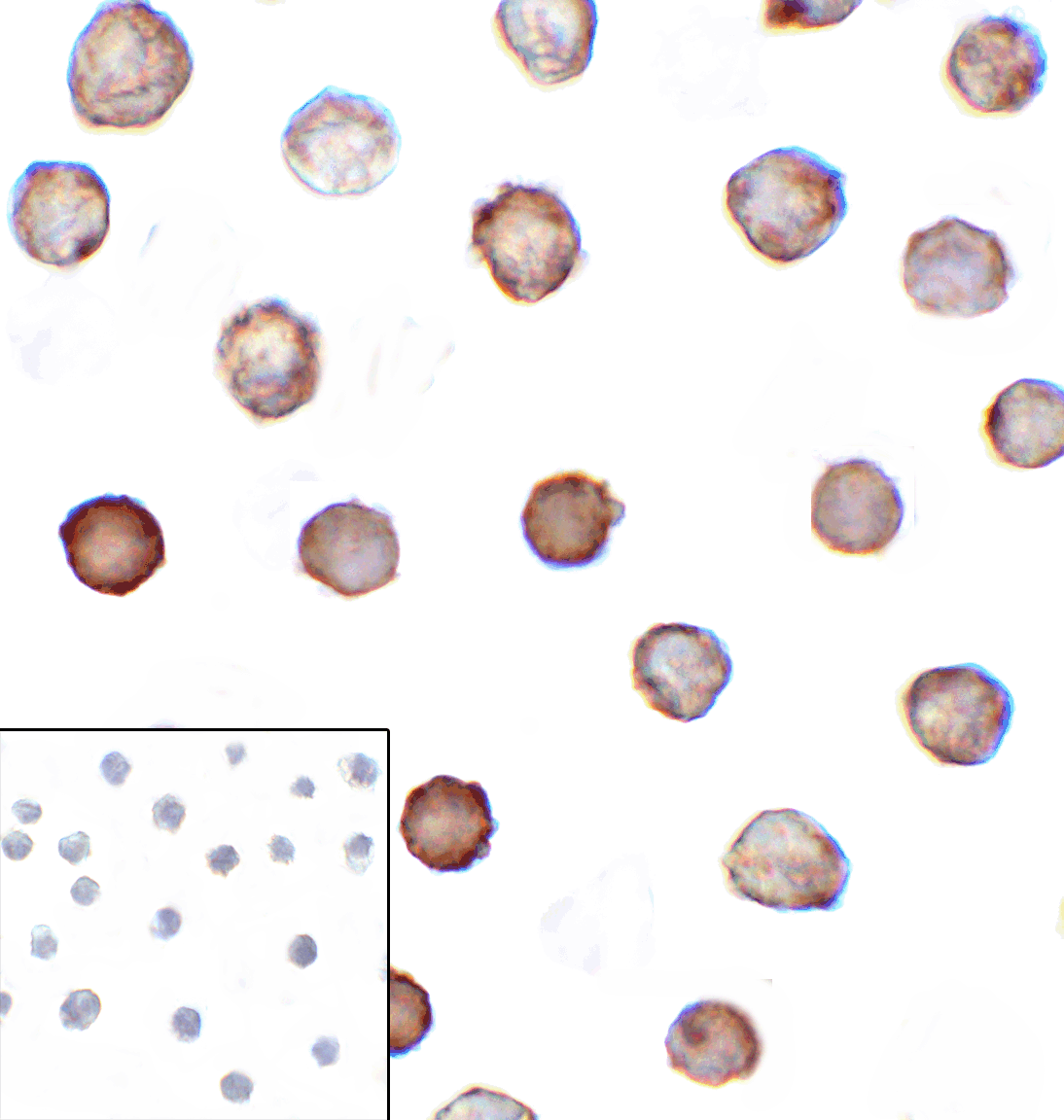 CD276 / B7-H3 Antibody (clone 4H3)