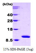 Human HSPE1 / HSP10 / Chaperonin 10 Protein (Recombinant)