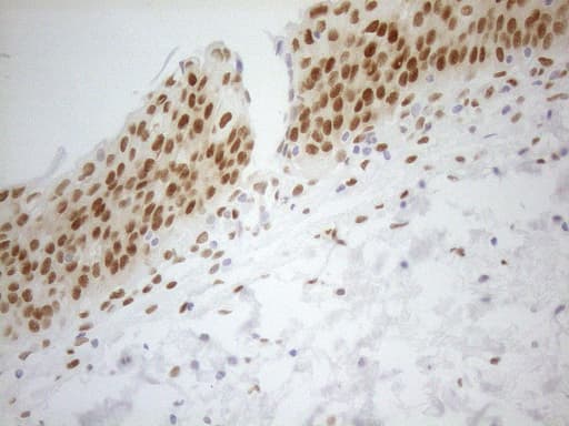 FOS / c-FOS Antibody (clone UMAB221)