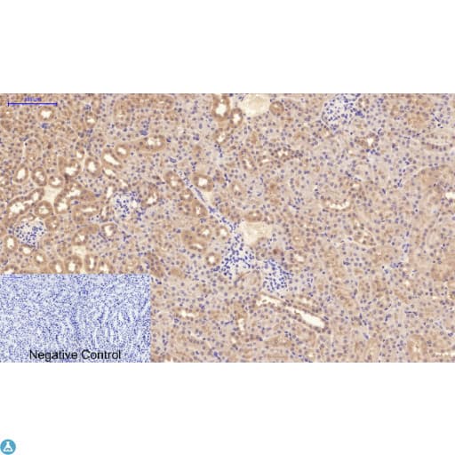 Monoclonal Mouse anti-Human Collagen IV Antibody (WB)