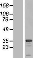 STX1B / Syntaxin 1B Protein (Over-Expression Lysate Myc-DDK (Flag))