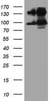 DPP9 Antibody (clone OTI2D6)