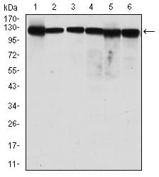 MCM2 Antibody (clone 1E7)