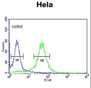 COG2 Antibody (aa96-124)