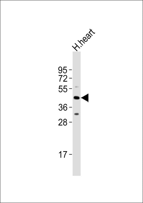 Polyclonal Rabbit anti-Human BOB / GPR15 Antibody (WB)