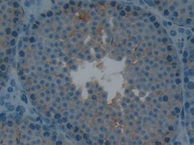 LTBR Antibody (aa128-395, Biotin)