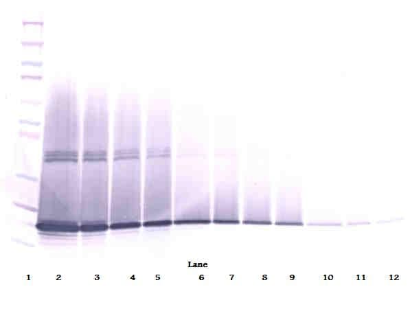 CSF3 / G-CSF Antibody (Biotin)