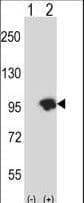 USP15 Antibody (aa254-282)