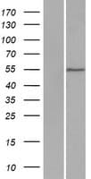 WDR21A / DCAF4 Protein (Over-Expression Lysate Myc-DDK (Flag))