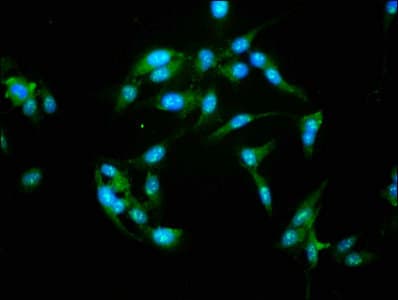 NFAT4 / NFATC3 Antibody