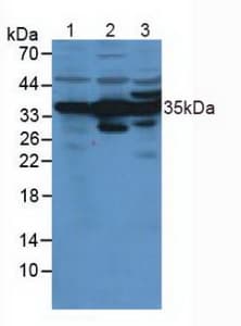 ANXA4 / Annexin IV Antibody (aa163-258, PE)