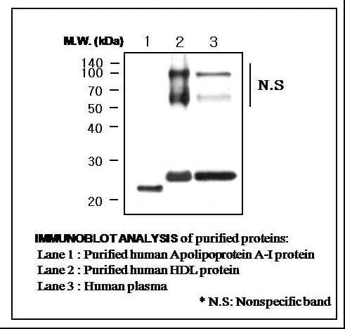 IHC-plus™ APOA1 / Apolipoprotein A 1 Antibody (clone 2G4)