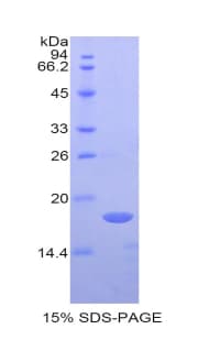 Pig CD40L Protein (Recombinant His)