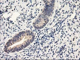 NAPE-PLD Antibody (clone OTI4B12, Carrier-free)