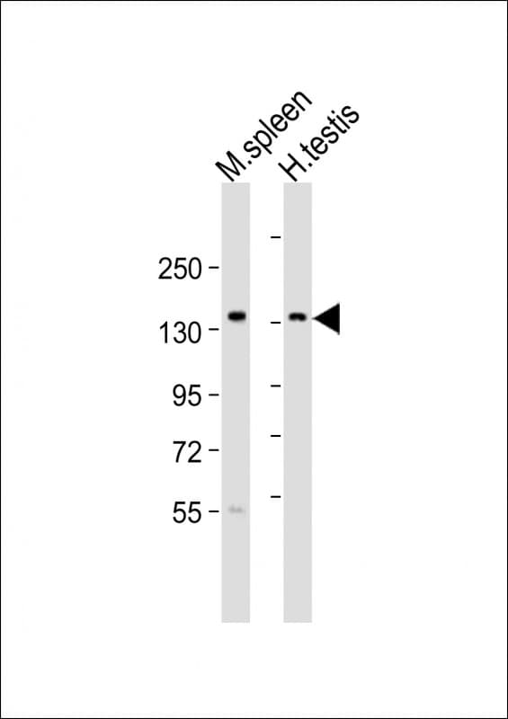 BCL9 Antibody (aa272-304)