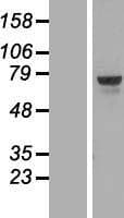 TOX Protein (Over-Expression Lysate Myc-DDK (Flag))