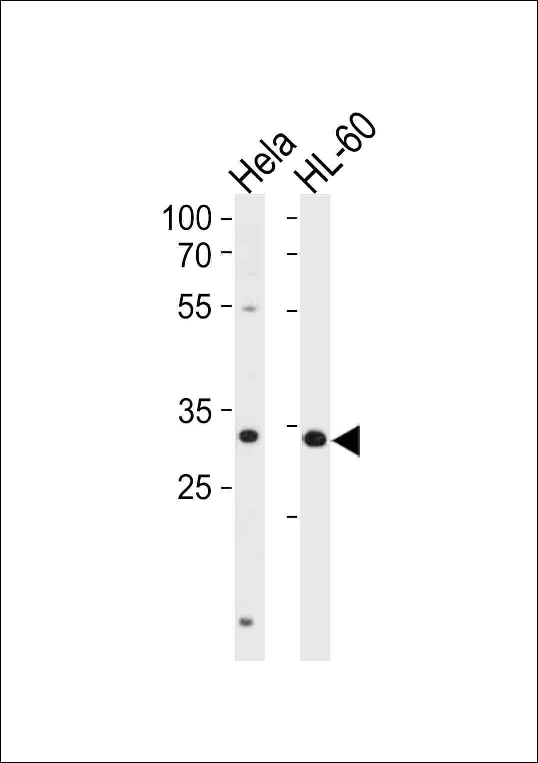 Polyclonal Rabbit anti-Human TFAP4 / AP-4 Antibody (aa125-154, WB)