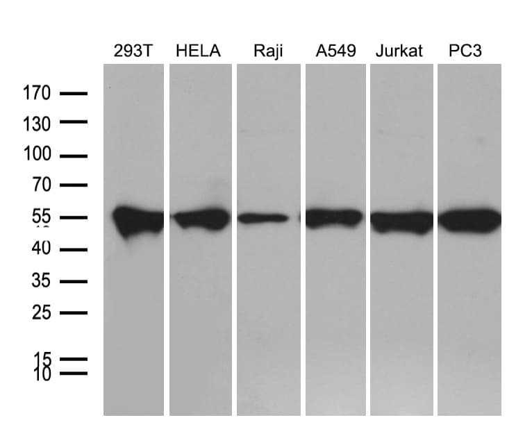 BAG5 Antibody (clone OTI3A7, Carrier-free)