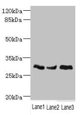 Polyclonal Rabbit anti-Human NDUFS3 Antibody (IHC, IF, WB)