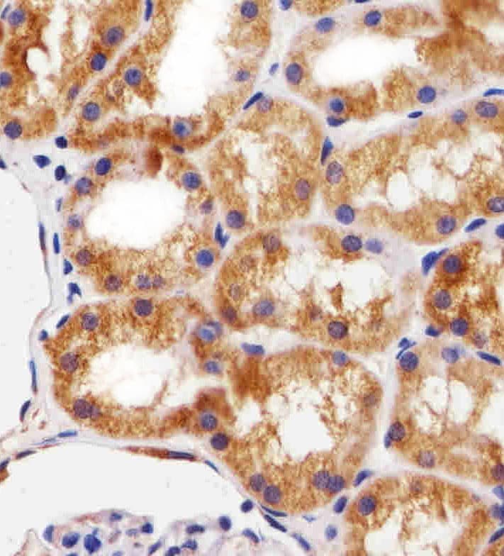 Monoclonal Mouse anti-Human BCL10 / BCL-10 Antibody (clone 1185CT13.2.1.2, aa1-143, IHC, WB)