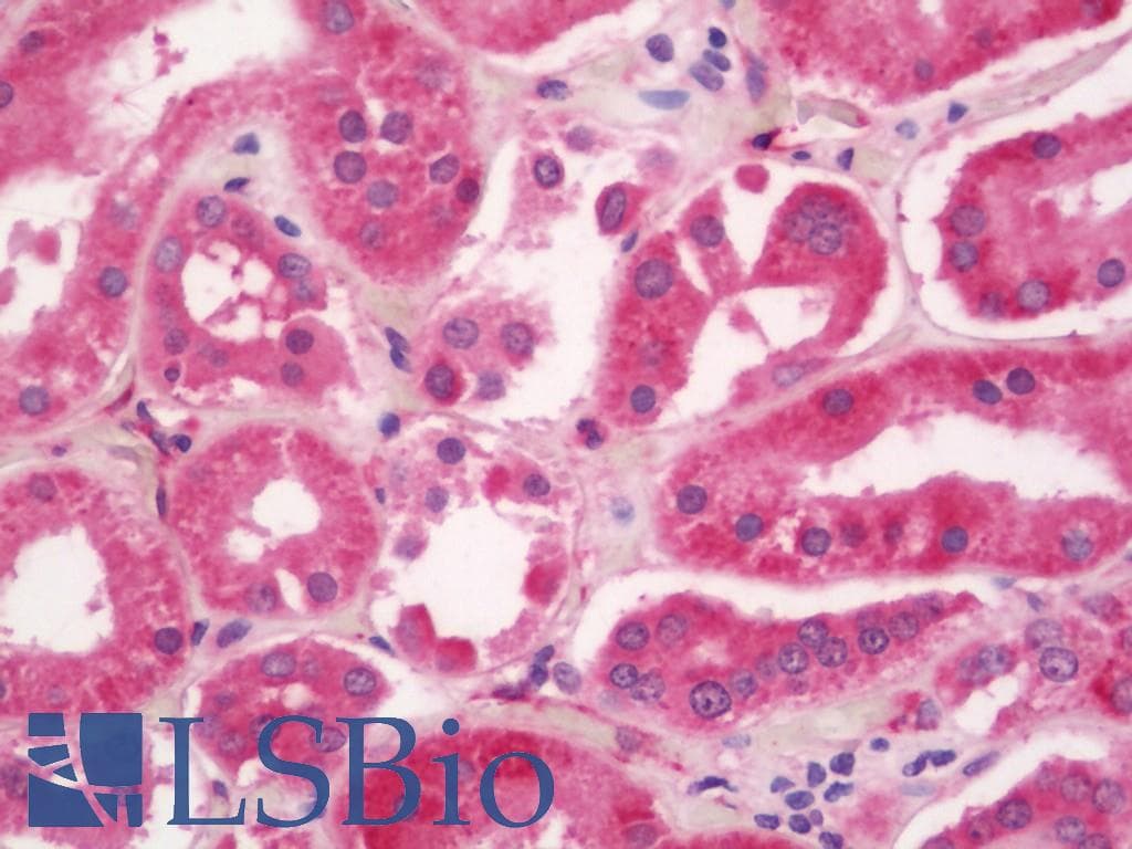 IHC-plus™ ISG15 Antibody