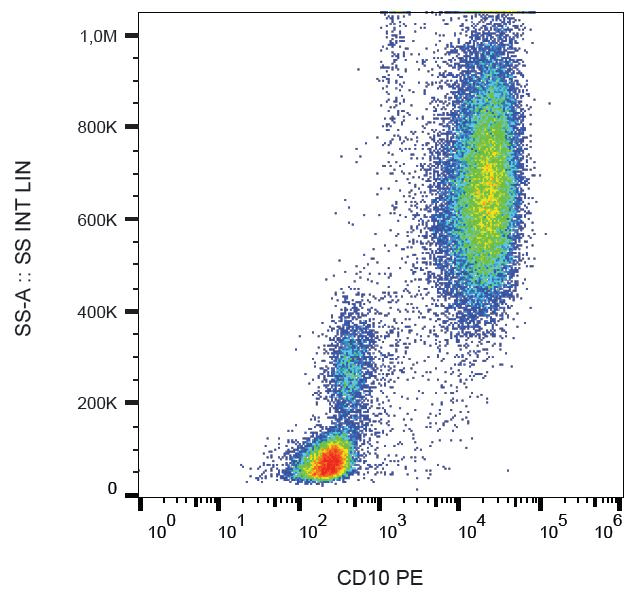 Monoclonal Mouse anti-Human MME / CD10 Antibody (clone LT10, PE)