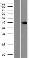 DUSP6 / MKP3 Protein (Over-Expression Lysate Myc-DDK (Flag))