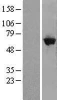 GBP5 Protein (Over-Expression Lysate Myc-DDK (Flag))