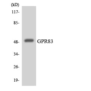 GPR83 Antibody (aa348-397)