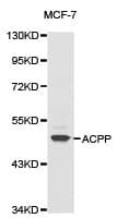 ACPP / PAP Antibody