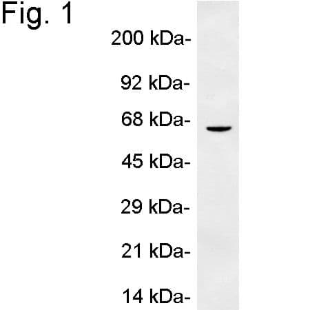 Polyclonal Rabbit anti-Mouse PLIN1 / Perilipin Antibody (IF, WB)
