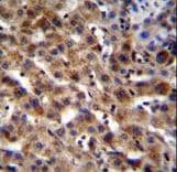 SPACA5 Antibody (aa17-45)