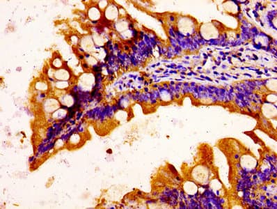 Polyclonal Rabbit anti-Human C1QTNF3 / CTRP3 Antibody (WB)