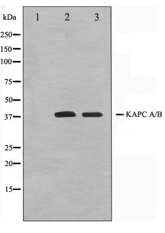 PRKACA + PRKACB Antibody