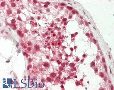 IHC-plus™ Polyclonal Rabbit anti-Human c-Maf Antibody (aa301-350, IHC, WB)
