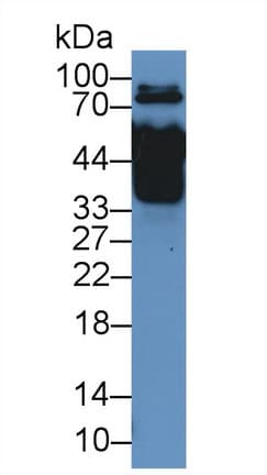 MX1 / MX Antibody (aa400-652, APC)