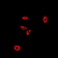 GLUD2 Antibody
