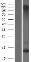 KRTAP2-2 Protein (Over-Expression Lysate Myc-DDK (Flag))