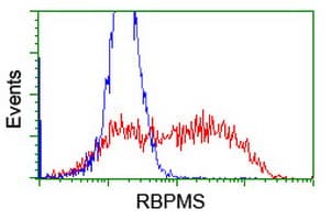 RBPMS / Hermes Antibody (clone OTI4H6)