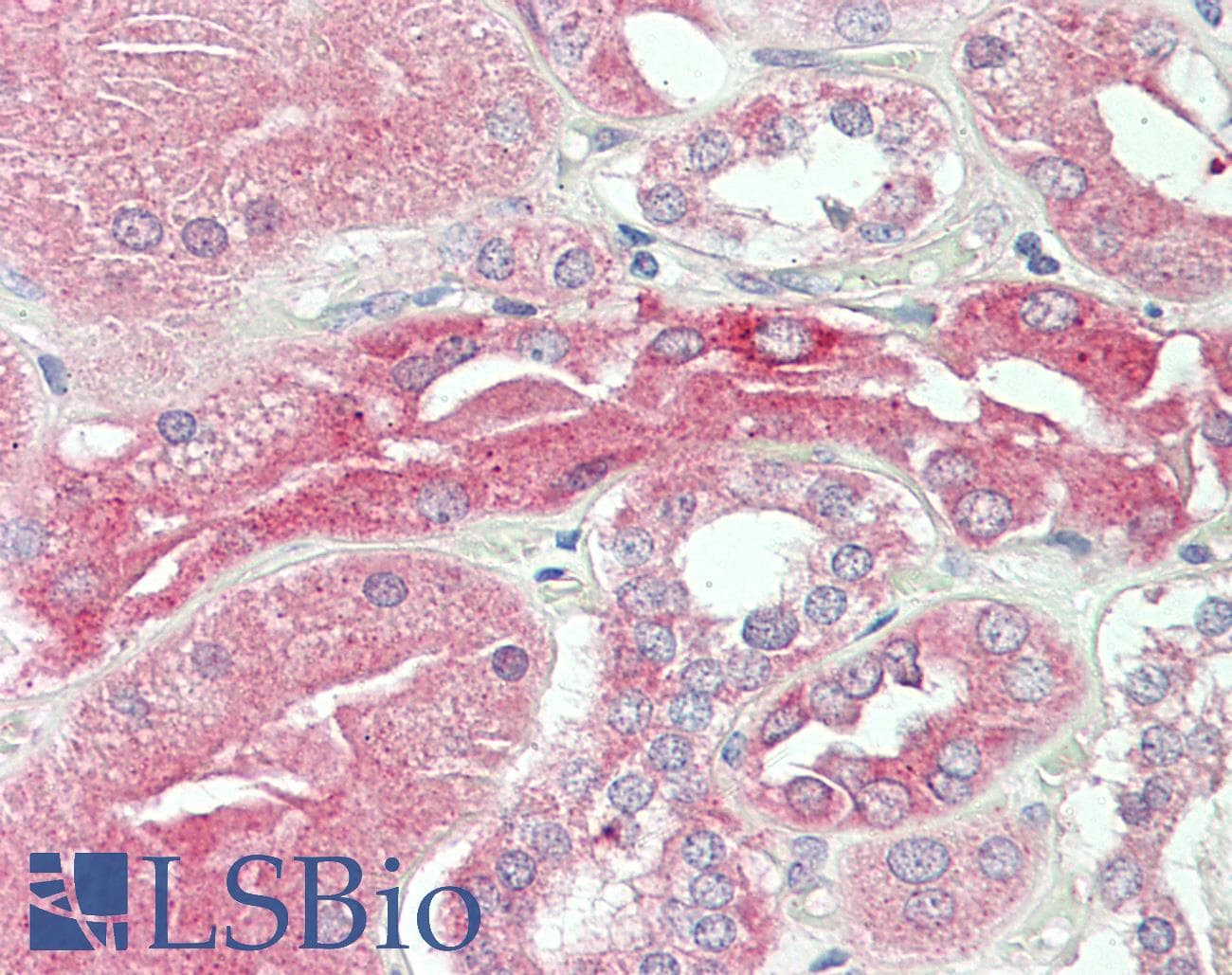 CDH12 / Cadherin 12 Antibody (HRP)