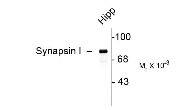 SYN1 / Synapsin 1 Antibody