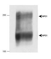 NPC / NPC1 Antibody (C-Terminus, DY488)