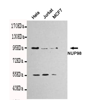 Monoclonal Mouse anti-Human NUP98 Antibody (WB)