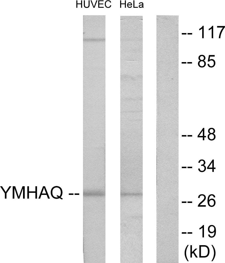 YWHAQ / 14-3-3 Theta Antibody
