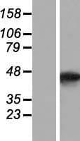 SMYD5 Protein (Over-Expression Lysate Myc-DDK (Flag))