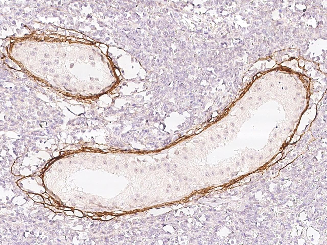 ELN / Elastin Antibody