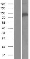 WDR24 Protein (Over-Expression Lysate Myc-DDK (Flag))