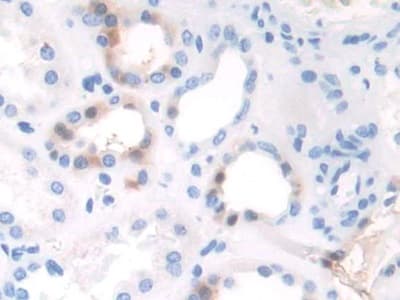 TAF1 Antibody (aa1379-1636)
