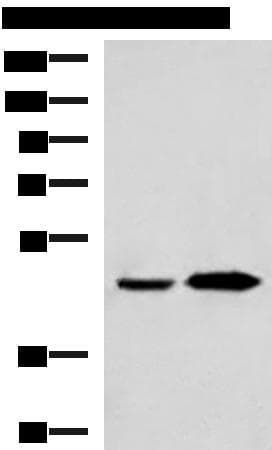 BHMT2 Antibody