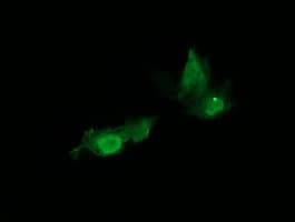 HRAS / H-Ras Antibody (clone OTI1C2)